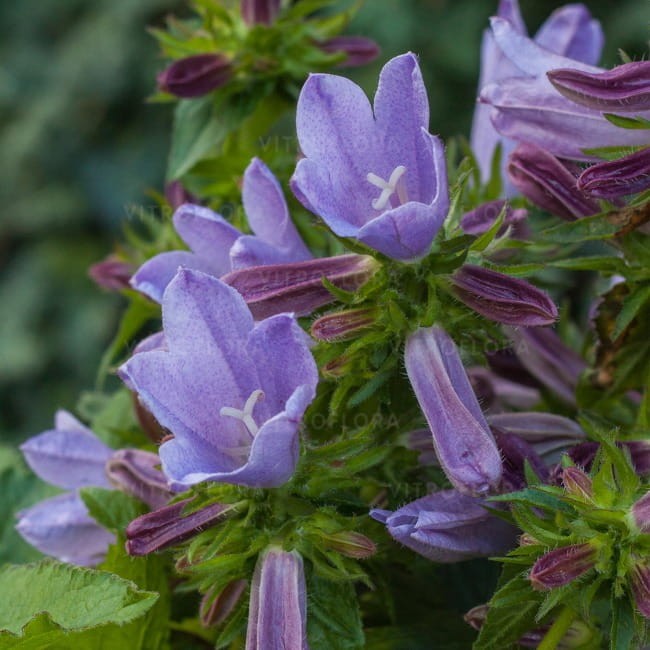 campanula-viking_72261_1.jpg