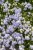 campanula-elizabeth-oliver_1.jpg