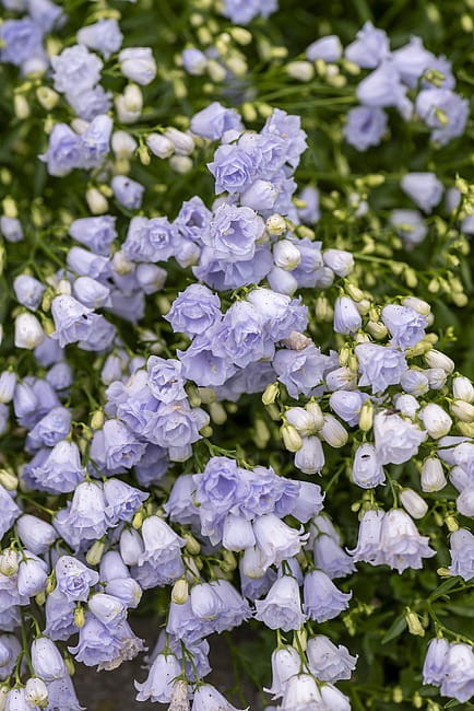 campanula-elizabeth-oliver_1.jpg
