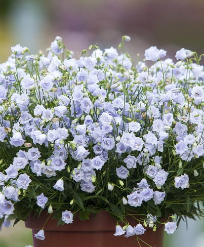 campanula-elizabeth-oliver_4.jpg