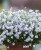 campanula-elizabeth-oliver_4.jpg