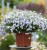 campanula-elizabeth-oliver_3.jpg