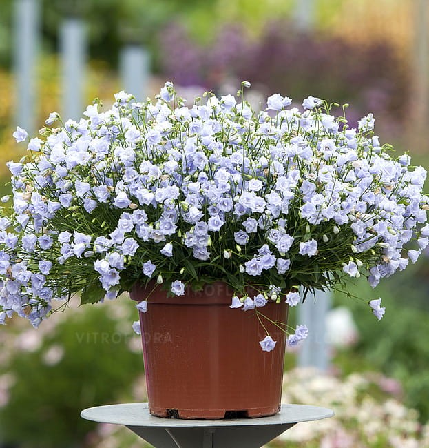 campanula-elizabeth-oliver_3.jpg