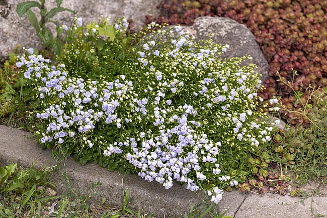 campanula-elizabeth-oliver_2.jpg