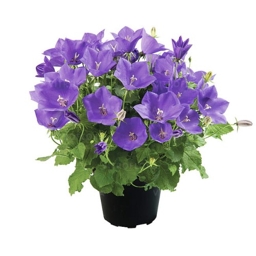campanula-avida-blue_1.jpg