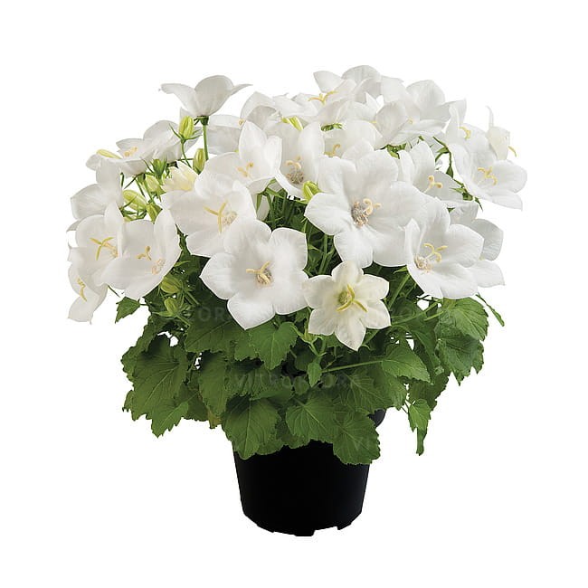 campanula-avida-white_1.jpg