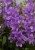 campanula-gaudi-violet_70150_3.jpg