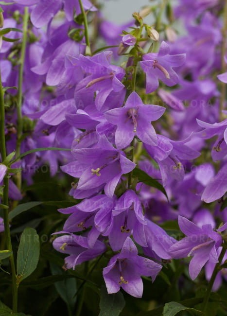 campanula-gaudi-violet_70150_3.jpg