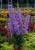 campanula-gaudi-violet_70150_2.jpg