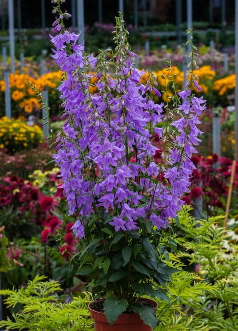 campanula-gaudi-violet_70150_2.jpg