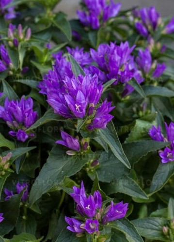 byliny-i-trawy_campanula-glomerata_72262_3.jpg