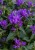 byliny-i-trawy_campanula-glomerata_72262_3.jpg