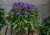 byliny-i-trawy_campanula-glomerata_72262_2.jpg