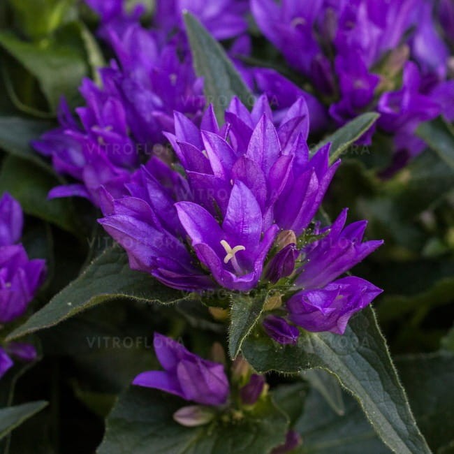byliny-i-trawy_campanula-glomerata_72262_1.jpg