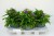 campanula-genti-blue_2.jpg
