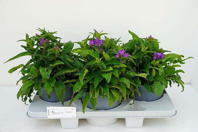 campanula-genti-blue_2.jpg