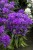 campanula-genti-blue_1.jpg