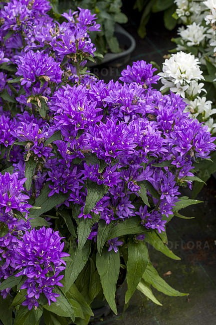 campanula-genti-blue_1.jpg