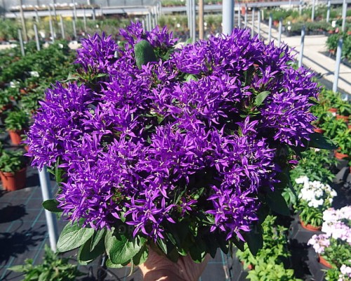 byliny-i-trawy_campanula-glomerata_72250_1.jpg