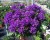 byliny-i-trawy_campanula-glomerata_72250_1.jpg