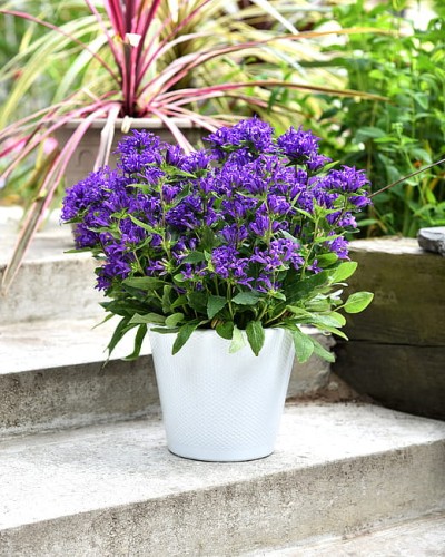 campanula-blue-crown_9.jpg