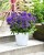 campanula-blue-crown_9.jpg