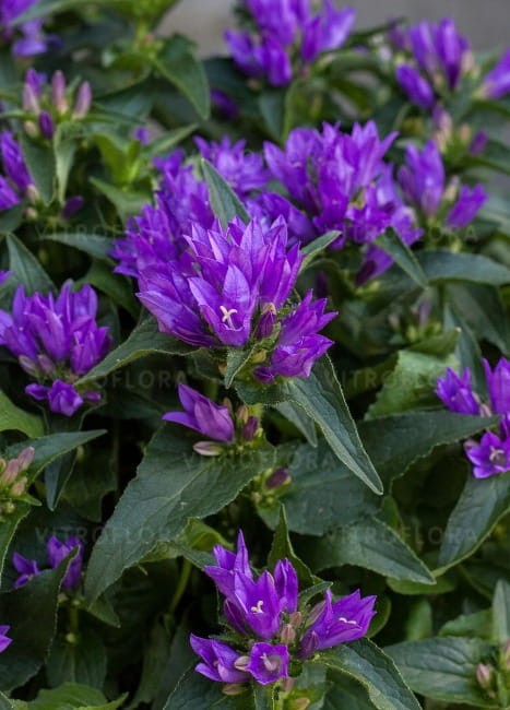 byliny-i-trawy_campanula-glomerata_72262_3.jpg