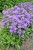 campanula-freya_1.jpg