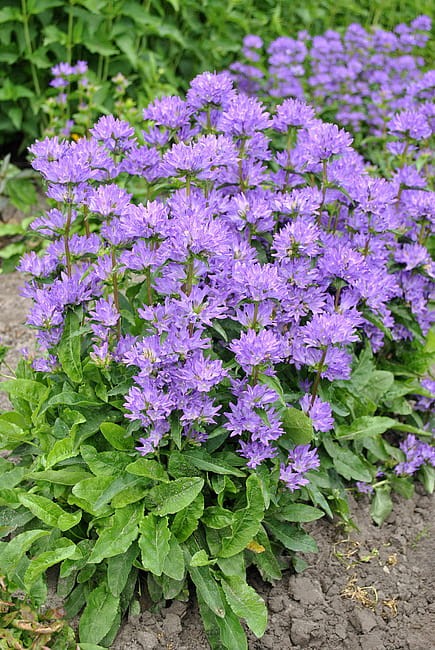 campanula-freya_1.jpg