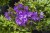 campanula-freya_6.jpg
