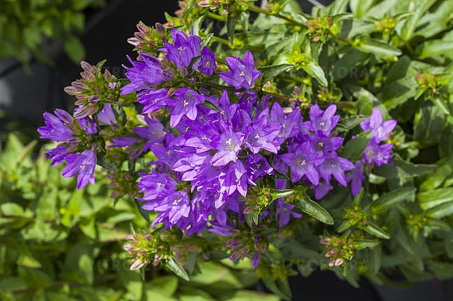 campanula-freya_6.jpg