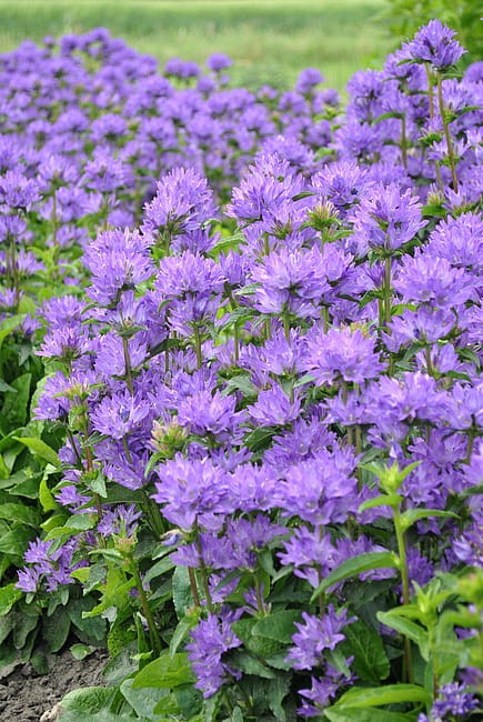 campanula-freya_5.jpg