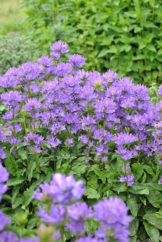 campanula-freya_4.jpg