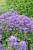 campanula-freya_4.jpg