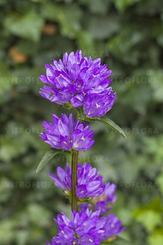 campanula-freya_2.jpg