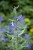 caryopteris-dark-knight_3.jpg
