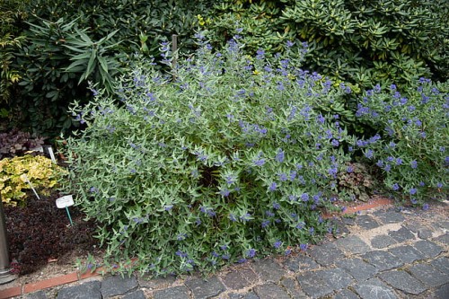 caryopteris-dark-knight_2.jpg