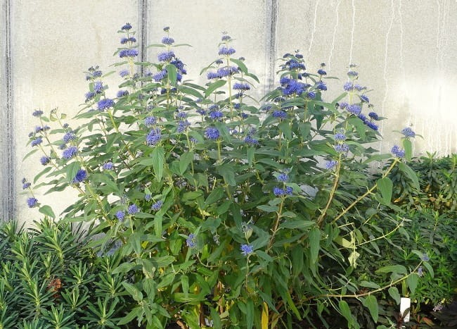 byliny-i-trawy_caryopteris-barbula_79382_2.jpg
