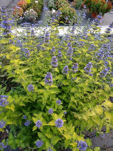 caryopteris-hint-of-gold_6.jpg