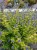 caryopteris-hint-of-gold_6.jpg
