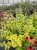 caryopteris-hint-of-gold_5.jpg