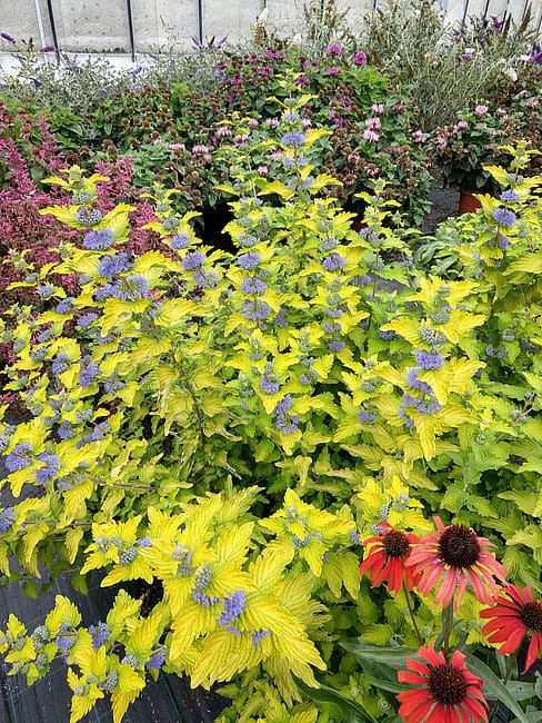 caryopteris-hint-of-gold_5.jpg