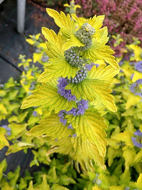 caryopteris-hint-of-gold_4.jpg