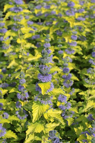 caryopteris-hint-of-gold_2.jpg