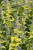 caryopteris-hint-of-gold_2.jpg