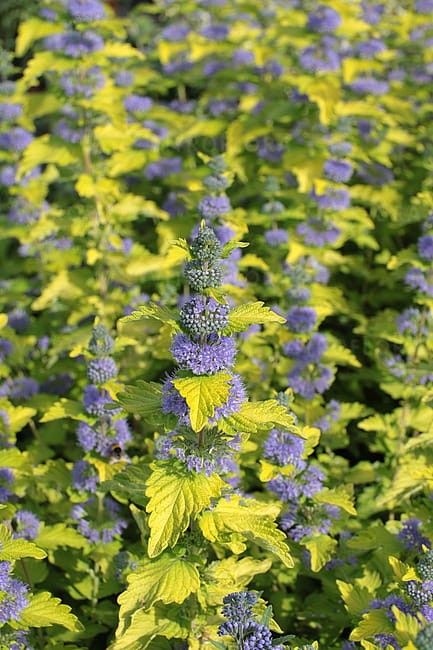 caryopteris-hint-of-gold_2.jpg