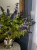 caryopteris-hint-of-gold_3.jpg