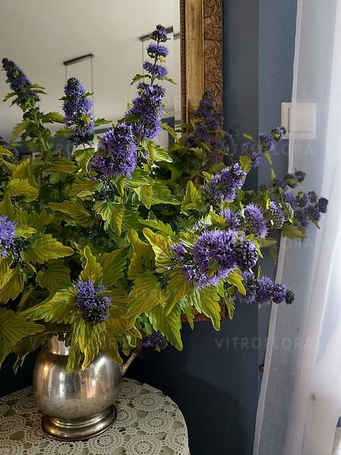 caryopteris-hint-of-gold_3.jpg