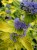 caryopteris-hint-of-gold_7.jpg