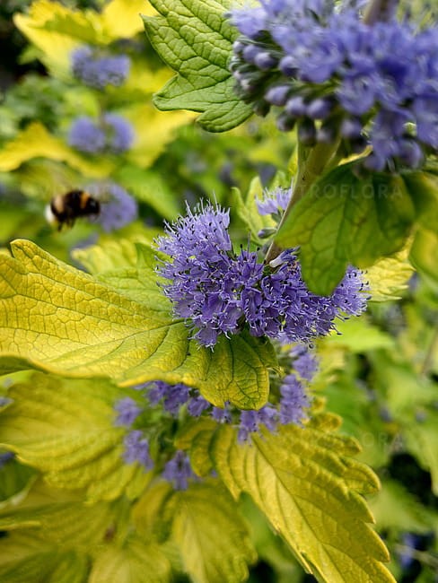 caryopteris-hint-of-gold_7.jpg